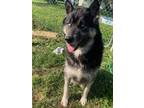 Adopt Krypto a Tricolor (Tan/Brown & Black & White) Siberian Husky / Mastiff /