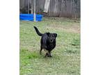 Adopt Jed a Black - with Brown, Red, Golden, Orange or Chestnut Rottweiler /