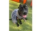 Adopt Tiana a Black American Pit Bull Terrier / Shar Pei / Mixed dog in