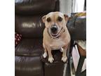 Adopt Kierra Knightley (small dog) a Brown/Chocolate - with Tan Jack Russell