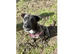 Adopt Maya a Gray/Silver/Salt & Pepper - with White Blue Lacy/Texas Lacy /