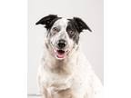 Adopt Izzy a Black - with White Australian Cattle Dog / Mixed dog in Huntsville