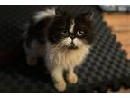 Adopt Gazpacho a Black & White or Tuxedo Persian / Mixed cat in New York
