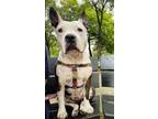 Adopt Mini a Brindle - with White Pit Bull Terrier / Mixed dog in Dennis