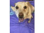 Adopt Basha a Tan/Yellow/Fawn - with White Australian Cattle Dog / Labrador
