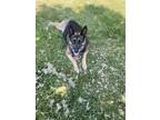 Adopt Charlie shepherd a Black - with Tan, Yellow or Fawn Shepherd (Unknown