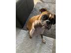 Adopt Charlie Boxer a Tan/Yellow/Fawn - with Black Boxer / Mixed dog in Morris