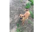 Adopt Trinity a Tan/Yellow/Fawn - with Black Labrador Retriever / Boxer / Mixed