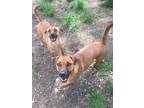 Adopt Jax a Tan/Yellow/Fawn - with Black Boxer / Labrador Retriever / Mixed dog