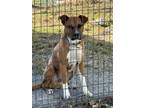 Adopt brody a Black - with Tan, Yellow or Fawn Boxer / Mixed dog in Brooksville