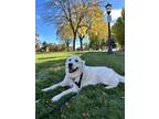 Adopt Major a White Golden Retriever / Mixed dog in Arlington, MA (39871602)