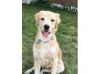 Adopt Riley a Red/Golden/Orange/Chestnut Golden Retriever / Mixed dog in
