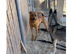 Adopt Quatro a Brindle Shepherd (Unknown Type) / Mixed Breed (Medium) / Mixed