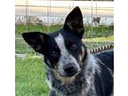 Adopt Hank a Black - with Gray or Silver Australian Cattle Dog / Mixed dog in