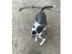 Adopt Wren a Brindle - with White American Staffordshire Terrier / American Pit