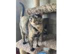 Adopt Fleur a Tortoiseshell American Shorthair (short coat) cat in Seguin