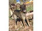 Adopt Vixen (Neutered) a Brown/Chocolate - with Black German Shepherd Dog /