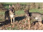 Adopt Comet & Vixen a Brown/Chocolate - with Black German Shepherd Dog / Mixed