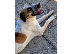 Adopt Gibbons a White - with Brown or Chocolate Anatolian Shepherd / Australian