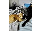 Adopt Liam a Orange or Red Tabby / Mixed (medium coat) cat in Sunset Beach
