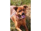 Adopt Bailey a Brown/Chocolate German Shepherd Dog / Chow Chow / Mixed (short