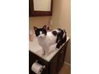 Adopt Pepe le Pew a White Domestic Mediumhair / Mixed Breed (Medium) / Mixed