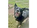 Adopt Porky a Black Australian Cattle Dog / Mixed Breed (Medium) / Mixed (short