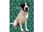 Adopt Sheila a White Terrier (Unknown Type, Medium) / German Shorthaired Pointer