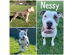 Adopt Nessy a Merle American Pit Bull Terrier / Mixed (short coat) dog in