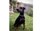 Adopt Nina a Black - with Tan, Yellow or Fawn Doberman Pinscher / Mixed dog in