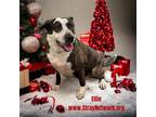 Adopt Ellie a Brindle - with White American Pit Bull Terrier / Mountain Cur /