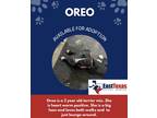 Adopt Oreo a Black - with White Staffordshire Bull Terrier / Mixed dog in