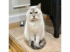 Adopt Pheebs a White Siamese / Mixed Breed (Medium) / Mixed (short coat) cat in
