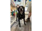 Adopt Luna (Scary Spice) a Black Mixed Breed (Small) / Mixed Breed (Medium) /