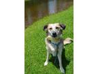 Adopt Delta a Black German Shepherd Dog / Great Pyrenees / Mixed dog in Chelsea