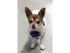 Adopt Daisy & Abby a Brown/Chocolate - with White Rat Terrier / Mixed dog in