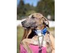 Adopt Canopy a Brown/Chocolate - with White Mountain Cur / Mixed dog in West