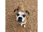 Adopt Mira a Tan/Yellow/Fawn Boxer / Mixed (short coat) dog in Tulsa