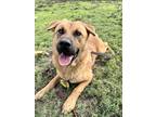 Adopt Mr Wiggles a Tan/Yellow/Fawn Shepherd (Unknown Type) / Chow Chow / Mixed