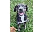Adopt Luna a Gray/Blue/Silver/Salt & Pepper American Pit Bull Terrier / Mixed
