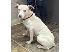 Adopt Dennis a White Terrier (Unknown Type, Medium) / Mixed dog in Parsons
