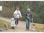 Adopt GiGi a White - with Gray or Silver American Staffordshire Terrier / Mixed