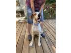 Adopt Spencer a Tricolor (Tan/Brown & Black & White) Treeing Walker Coonhound /