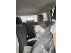 Adopt Kenya a White - with Red, Golden, Orange or Chestnut Mixed Breed (Large) /