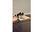 Adopt Rhino a White - with Black Shih Tzu / Boston Terrier / Mixed dog in