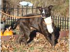 Adopt Lila a Brindle - with White Plott Hound / American Pit Bull Terrier /