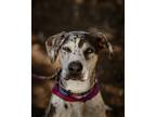 Adopt Rick a Merle Catahoula Leopard Dog / Mixed dog in Bowdoin, ME (39797712)