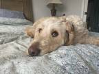 Adopt Jack a White Goldendoodle / Mixed dog in West Fargo, ND (39851261)