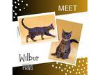 Adopt Wilbur a Gray or Blue Domestic Shorthair / Mixed Breed (Medium) / Mixed