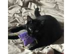 Adopt T'Challa #black-panther-prince a All Black Bombay / Mixed (short coat) cat